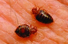 Bed Bugs Bite Sisters 100 times in London Hotel Attack.