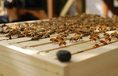 Bees Take to the Roof Tops as London Honey Festival Begins.