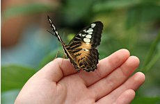 Butterflies to Get Dome Home.