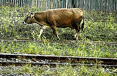 Cows on the Line Cause London Commuter Chaos.