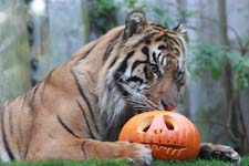 Tiger preys on pumpkin at London Zoo's Halloween celebration