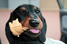 Ice Cream Van for Dogs set for Regent's Park.