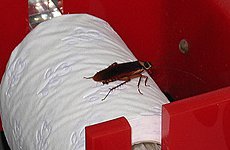 Cockroaches and Mice Found at KFC Leicester Square.