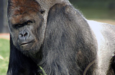 Gorillas Woo London Zoo's Millionth Visitor