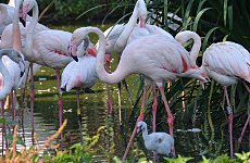 In the Pink at London Zoo - Mandeville flamingo chick with adults.