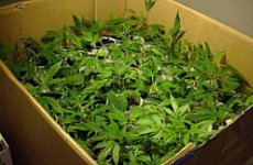 Met Steps Up Raids on Cannabis Factories.