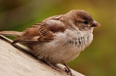 Cockney Sparrow Decked by Trendy Gardens.