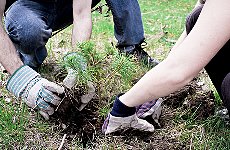 Tree O'Clock Aims to Plant 20,000 Trees in One Hour in London Park.