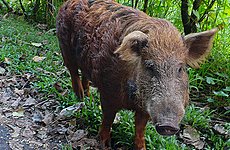 Wild Boar Among Exotic Creatures Now Running Free in London and Beyond.