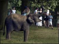The London Zoo