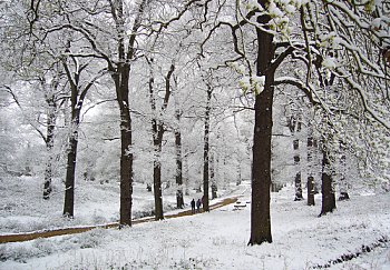 Snow in Richmond Park. Photo Credit: *hoodrat*. C.C.License