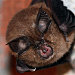 Dracula Bat. Photo Credit: chausinho. C.C. License.