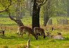 Richmond Park Voted Top Picnic Site In London. Photo Credit: lamoney. C.C.License.