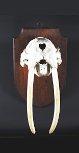 Walrus skull