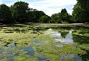 Boating Lake in Victoria Park, London. Photo Credit: Mile End Residents. C.C.License