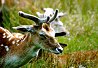 Richmond Park, London. Photo Credit: jamiejohndavies. C.C.License