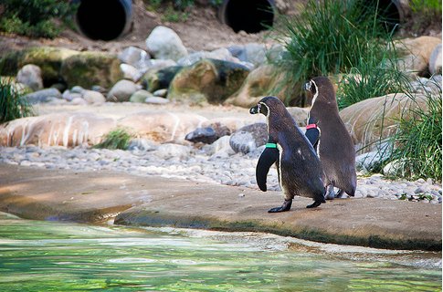 London Zoo counts its animals before the tigers arrive