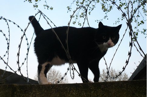 London Zoo wants to get its claws into London's domestic cats