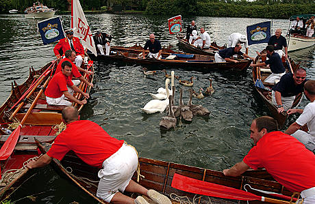 Skiffs encircling a family of swans to be marked