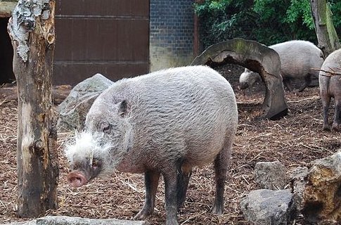 London Zoo to open 'feeding time for humans' feature on Friday