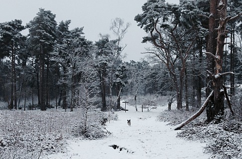 Travel chaos as London wakes up to snow. Picture Copyright: Peter Clee/LondonNet