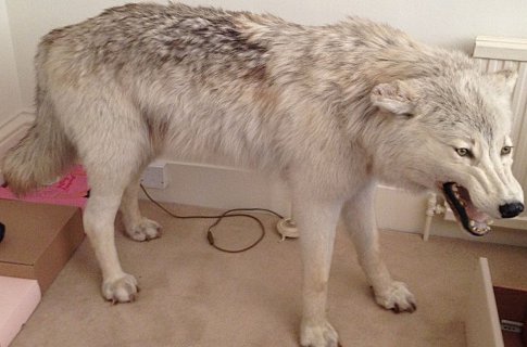 Six-foot Arctic wolf lost in London (Photo: Met Police)