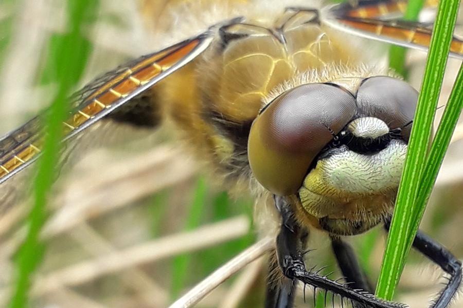 Where Have all the Insects gone?