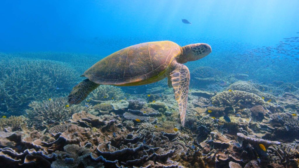 A turtle swimming over coral reefs in the documentary David Attenborough: A Life On Our Planet, directed by Alastair Fothergill, Jonnie Hughes and Keith Scholey. Copyright: Netflix/Altitude Film Distribution. All Rights Reserved.