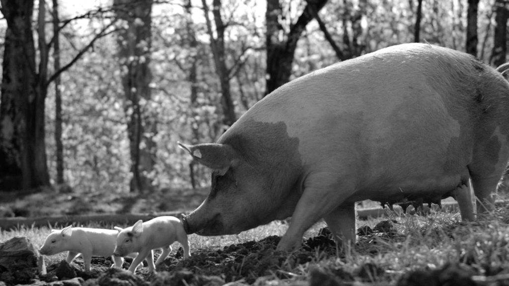 Gunda directed by Victor Kossakovsky. Copyright: Altitude Film Distribution. All Rights Reserved.