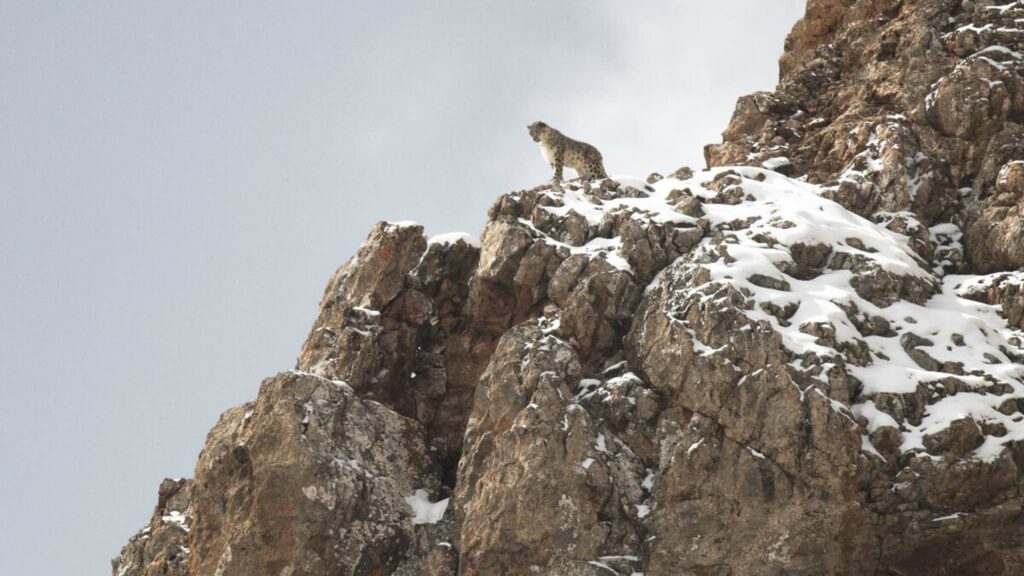 The Velvet Queen directed by Marie Amiguet and Vincent Munier. Copyright: Modern Films. All Rights Reserved.