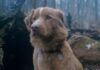 Indy as Indy in Good Boy, directed by Ben Leonberg. Copyright: Vertigo Releasing. All Rights Reserved.