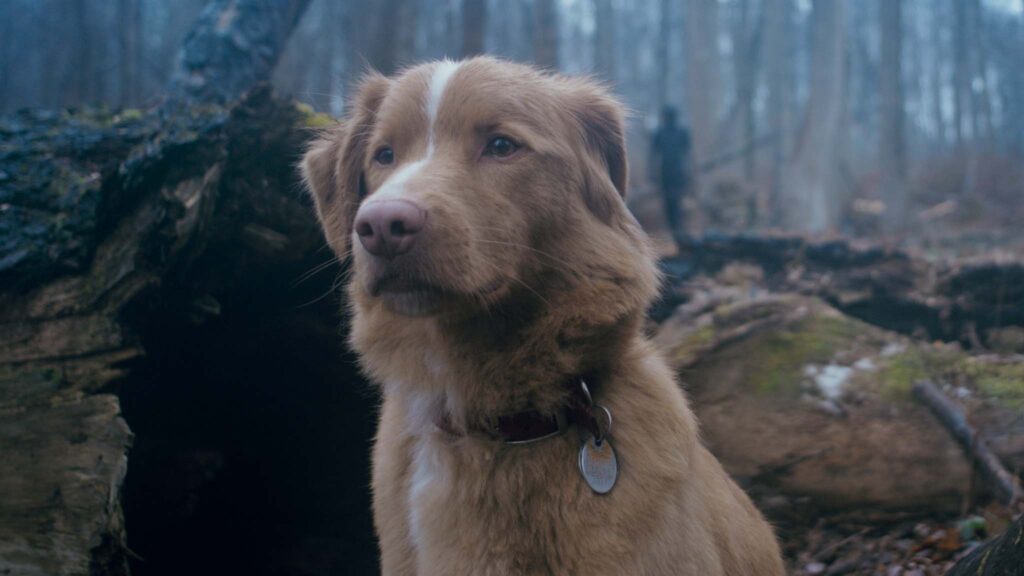 Indy as Indy in Good Boy, directed by Ben Leonberg. Copyright: Vertigo Releasing. All Rights Reserved.