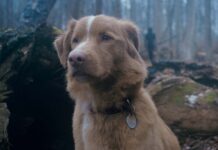 Indy as Indy in Good Boy, directed by Ben Leonberg. Copyright: Vertigo Releasing. All Rights Reserved.