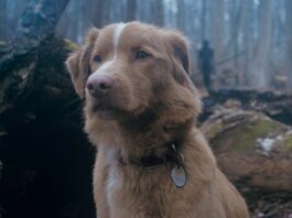 Indy as Indy in Good Boy, directed by Ben Leonberg. Copyright: Vertigo Releasing. All Rights Reserved.