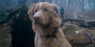Indy as Indy in Good Boy, directed by Ben Leonberg. Copyright: Vertigo Releasing. All Rights Reserved.