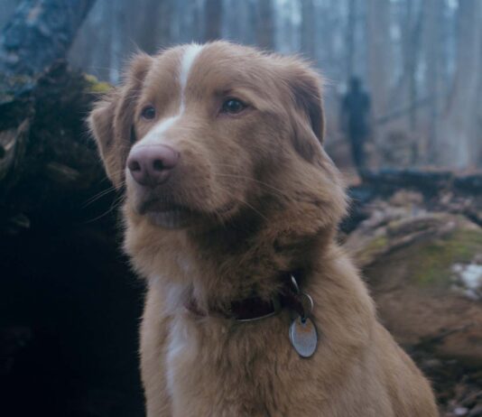 Indy as Indy in Good Boy, directed by Ben Leonberg. Copyright: Vertigo Releasing. All Rights Reserved.