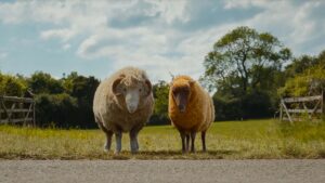 Mopple (voiced by Chris O’Dowd) and Lily (Julia Louis-Dreyfus) in The Sheep Detectives, directed by Kyle Balda. Copyright Amazon Content Services LLC. All Rights Reserved.